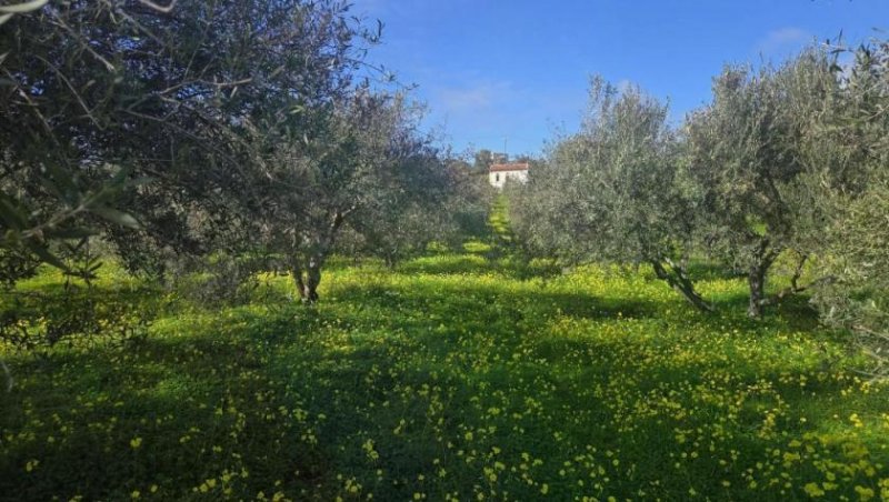 Sivas Ihr Zuhause im kretischen Bergidyll: 1.498 m² Bauland nahe Sivas Kern, Kreta Grundstück kaufen